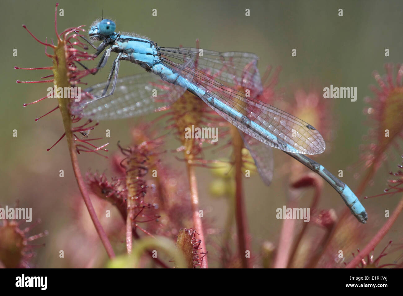Common blue damselfly captured by spatulate-leaved sundew Stock Photo ...