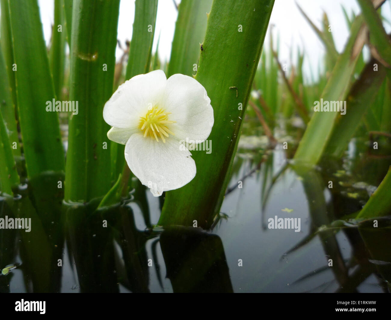 Flower of water soldier in a low-moor peat ditch Stock Photo