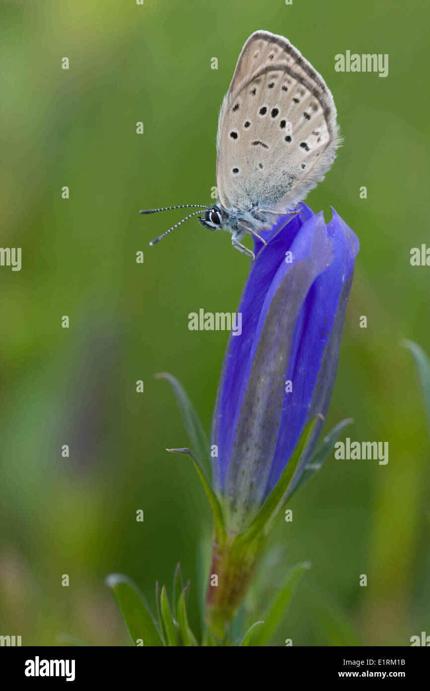 Phengaris alcon alcon hires stock photography and images Alamy