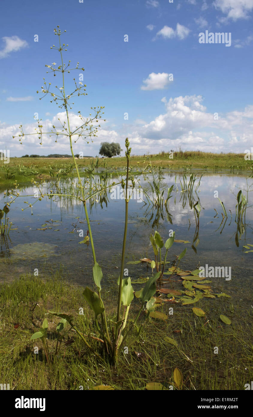 Alisma ( Alisma plantago-aquatica) growing in shallow water Stock Photo
