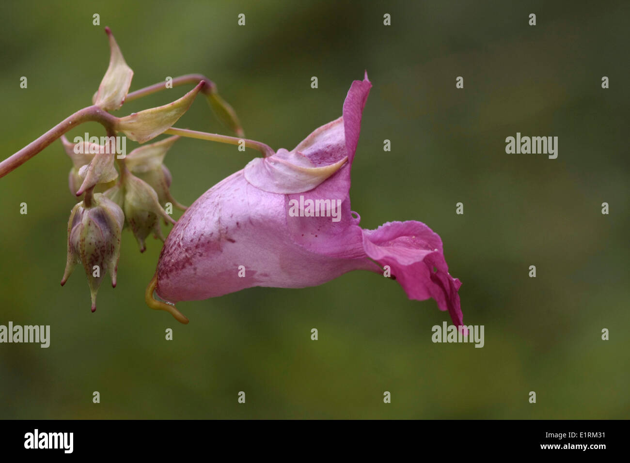 Flower of a Himalayan Balsam, the shape of a Policeman's helmet Stock Photo