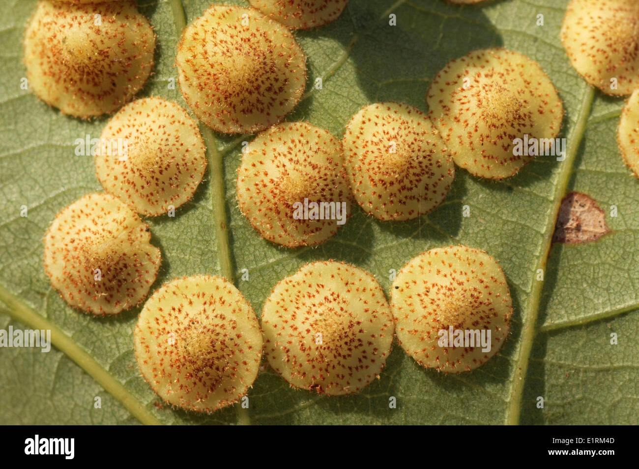 Common spangle gall (Neuroterus quercusbaccarum) on a leaf of an oak Stock Photo