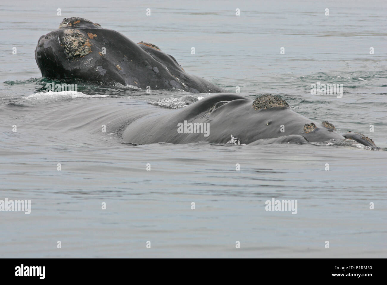 Southern Right Whale (Eubalaena australis) Stock Photo