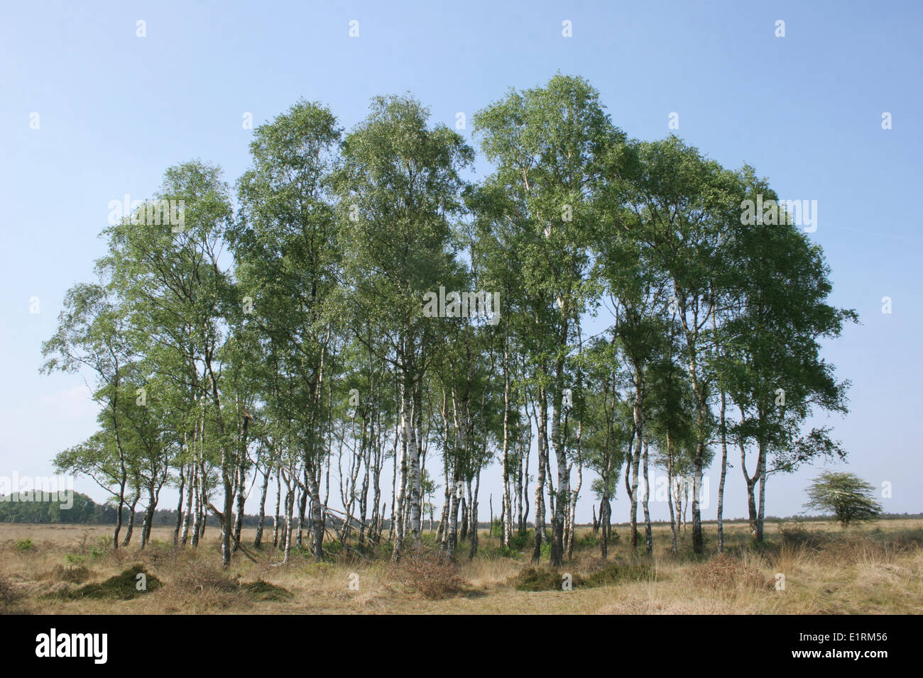 Birch forest at Deelense veld at spring Stock Photo