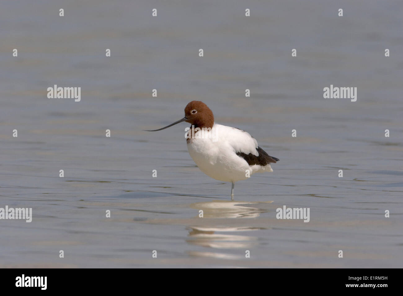 Red-necked Avocet (Recurvirostra novaehollandiae) adult standing on one ...