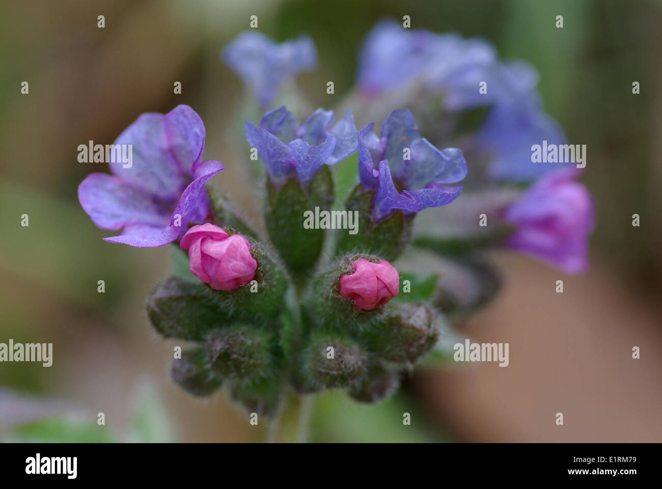 Common Lungwort (Pulmonaria officinalis) flowers Stock Photo
