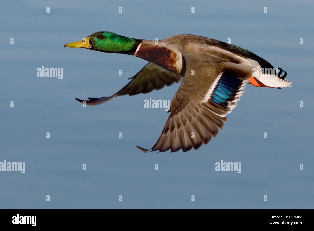 Drake Mallard (Anas platyrhynchos) flying Stock Photo