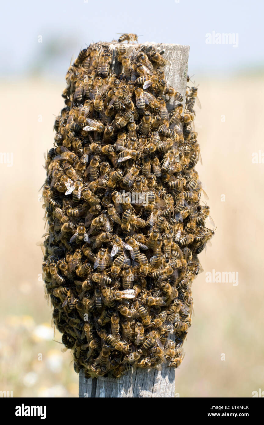 Honey bees apis mellifera hi-res stock photography and images - Alamy