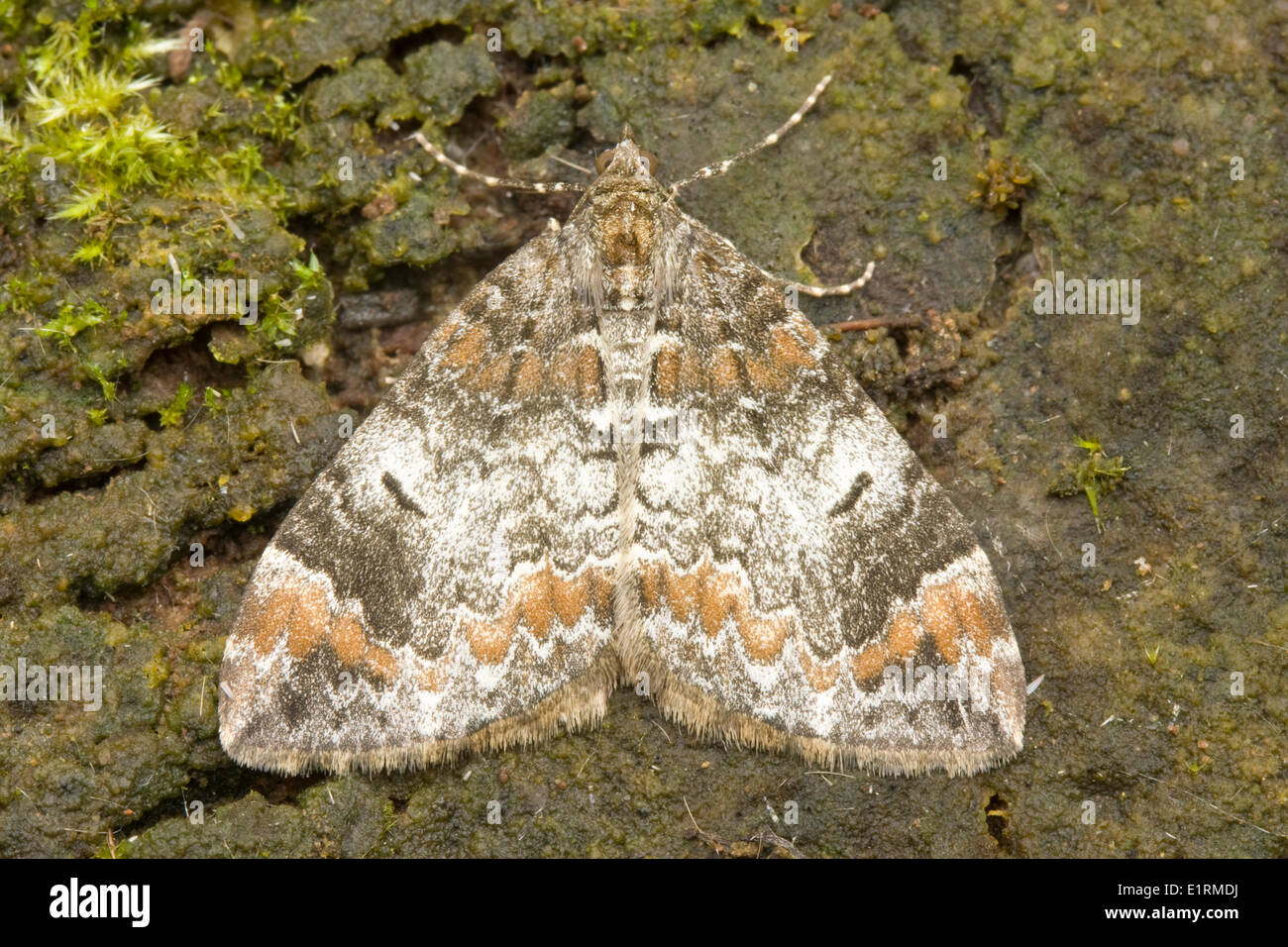 Common Marbled Carpet (Chloroclysta truncata) is a highly variable moth which is relatively common in the Low Countries. Stock Photo