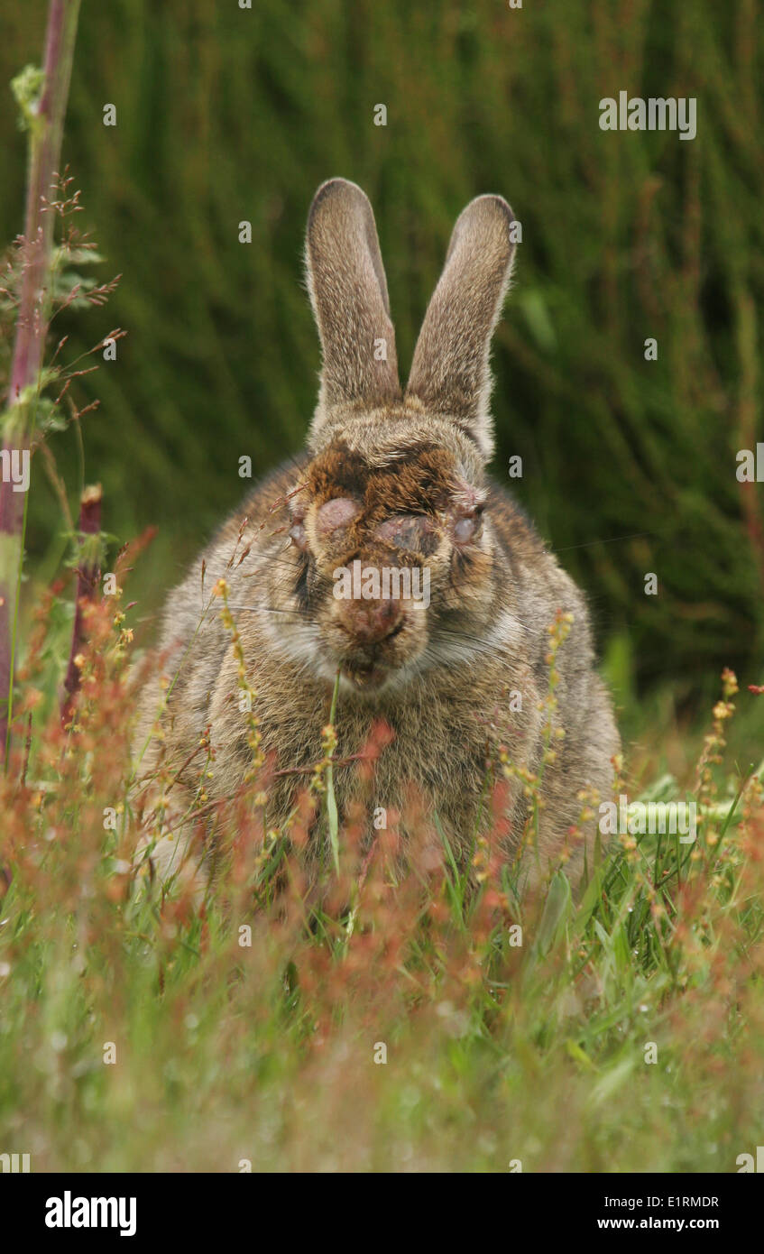 Blind Rabbit (Oryctolagus cuniculus) suffering from Myxomatosis Stock