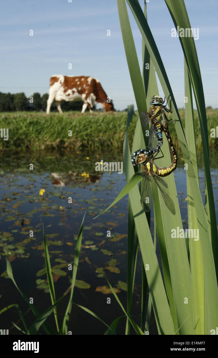 Mating migrant hawkers at a side of a ditch in agricultural landscape Stock Photo