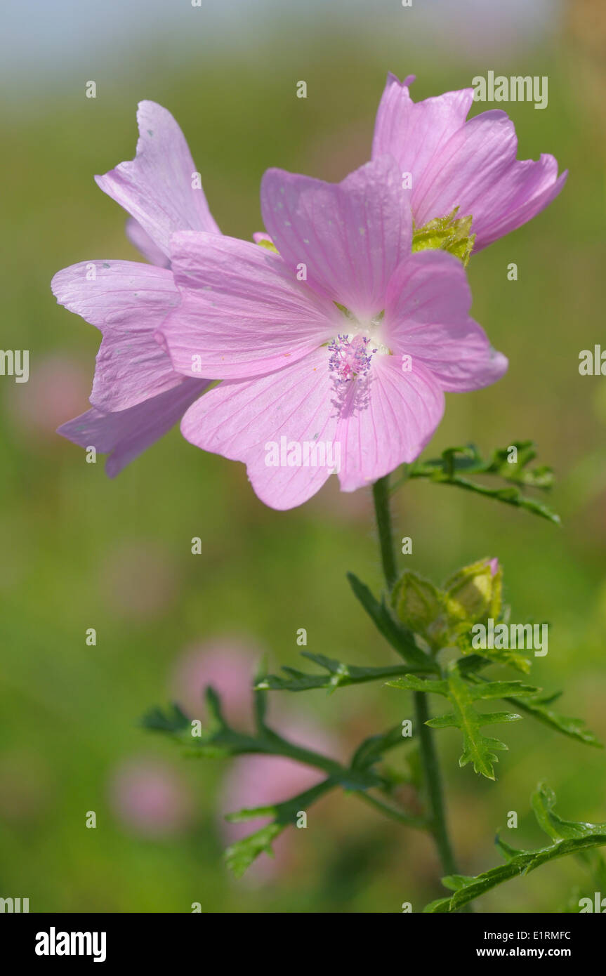 Close-up view of flowering Musk Mallow (Malva moschata) Stock Photo