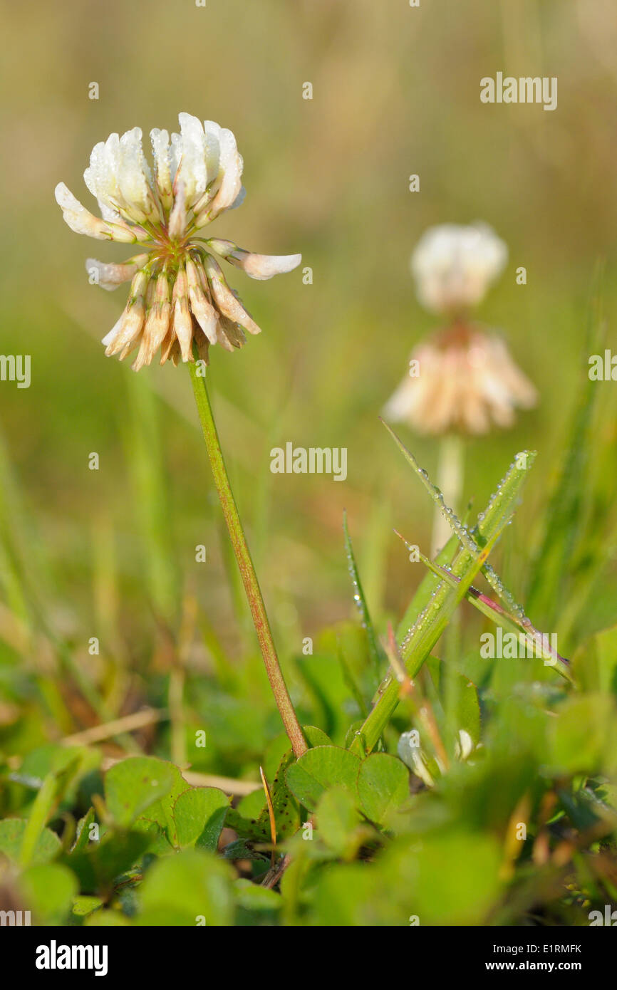 macro of the flowers of the White Clover Stock Photo