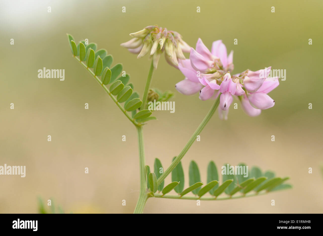 Flowering Crown Vetch Stock Photo Alamy