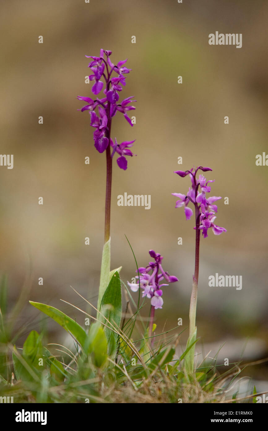 orchid on a lime stone field, Mayo, Ireland Stock Photo