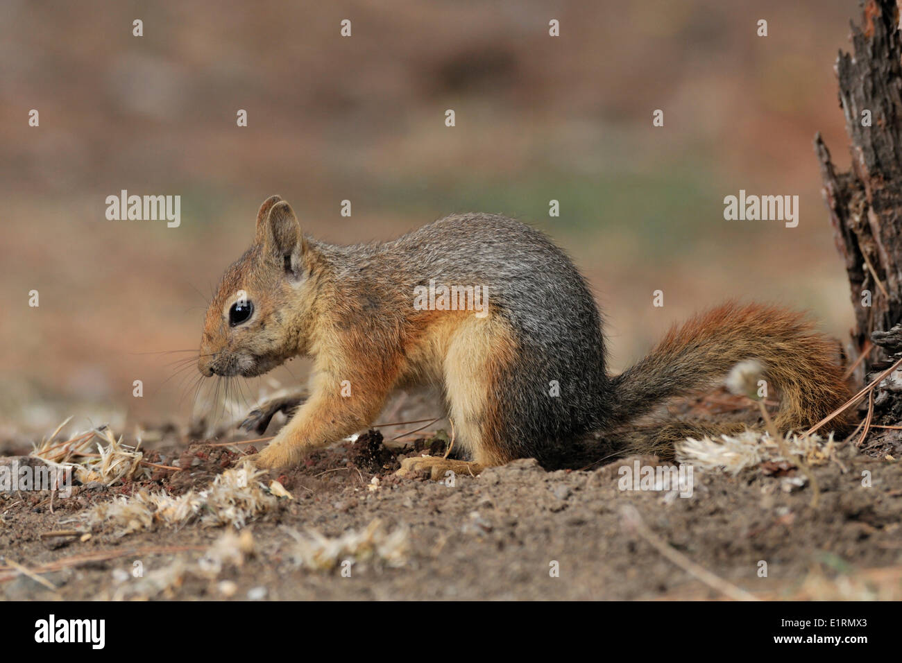 persian squirrel buried the acorn Stock Photo