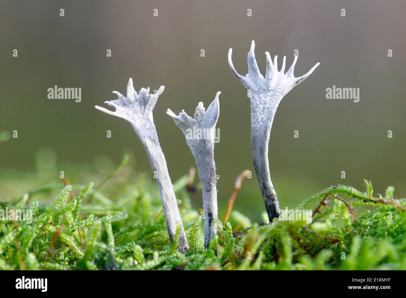 Close-up of three stag's horn between mosses Stock Photo