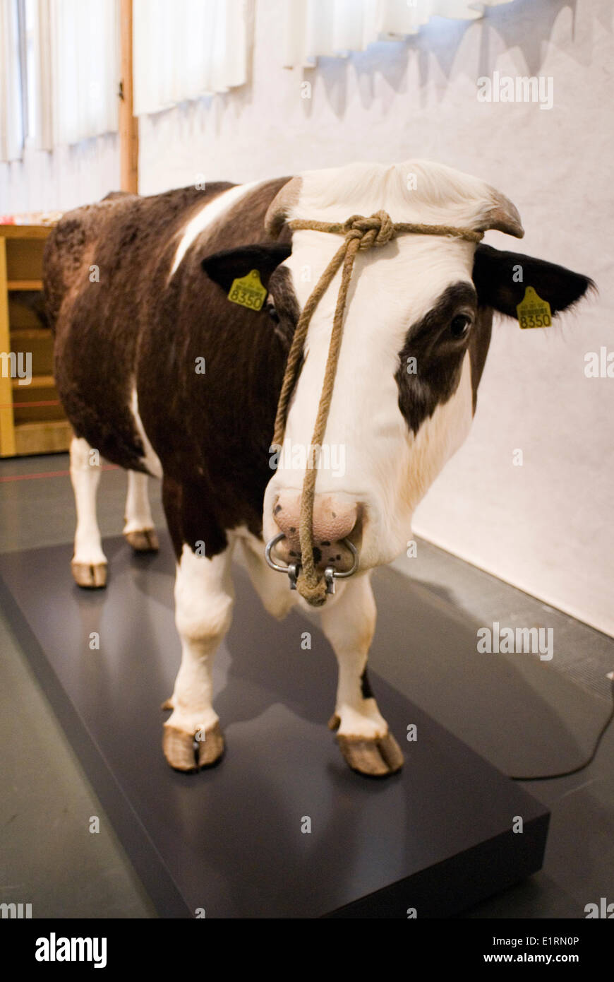 Cow Dna Vs Human Dna