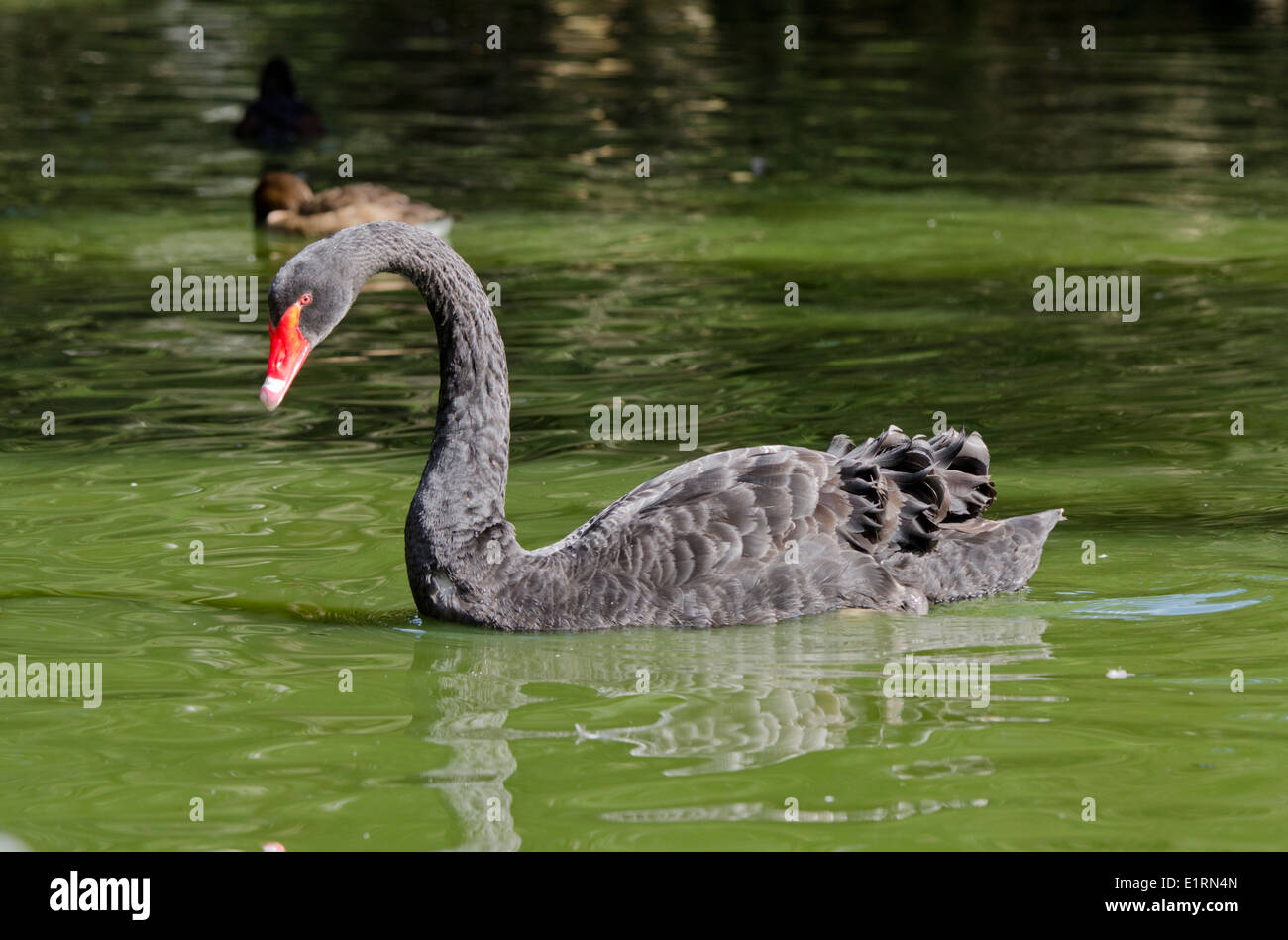 Australia, South Australia, Adelaide. Cleland Wildlife Park. Black swan (Cygnus atratus). Stock Photo