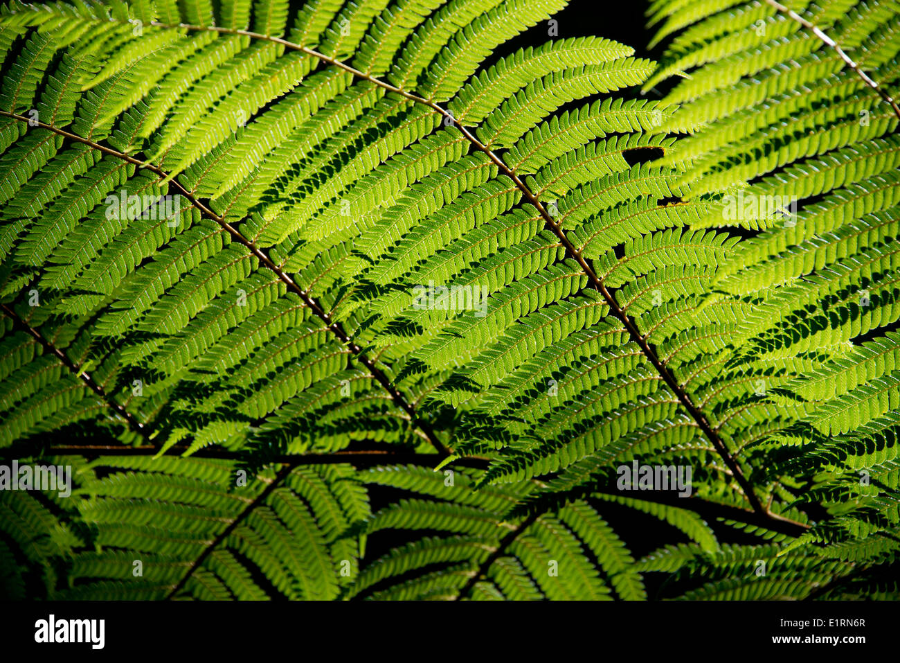 New Zealand, North Island, Wellington. OtariWilton's Bush, native