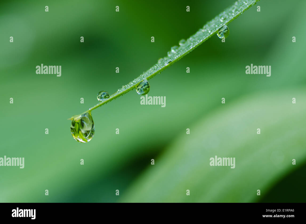 rain water droplet on underside of blade pointed tip of leaf as a result of heavy rainfall dawn sunshine Stock Photo