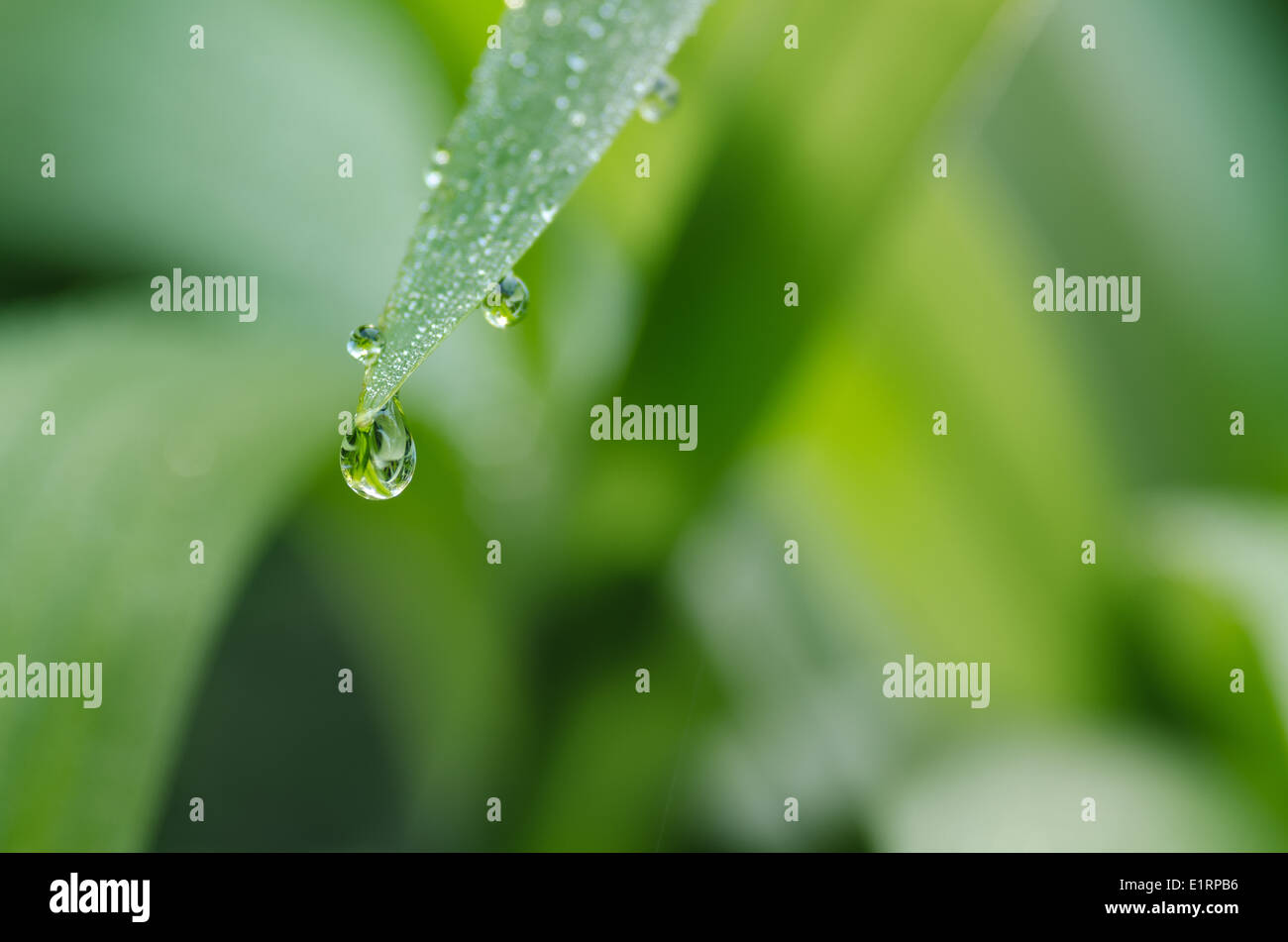 rain water droplet on underside of blade pointed tip of leaf as a result of heavy rainfall dawn sunshine Stock Photo