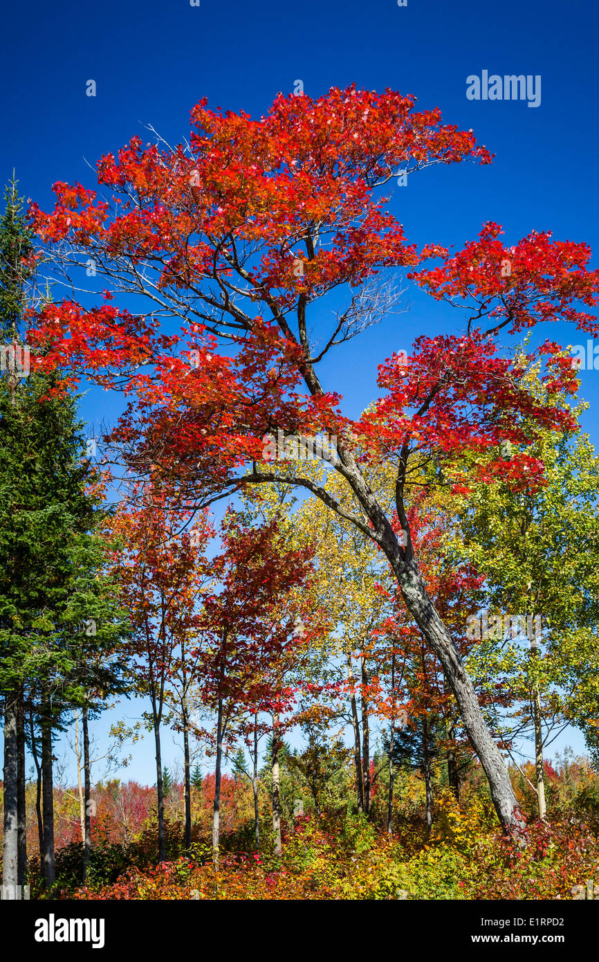 A red maple tree fall foliage forest in rural, Quebec, Canada. Stock Photo
