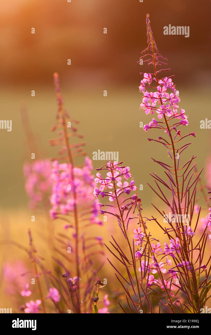 Great Willow-herb Stock Photo