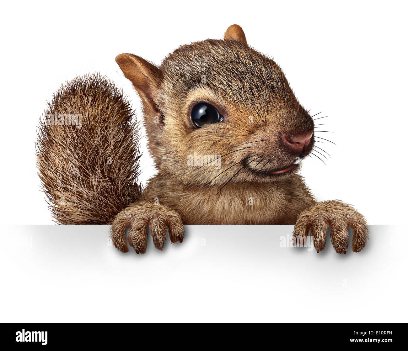 Cute squirrel hanging over a blank banner sign with copy space as a friendly cute furry rodent character gripping a billboard signage for advertising and marketing as a message from animal wildlife or backyard critters. Stock Photo