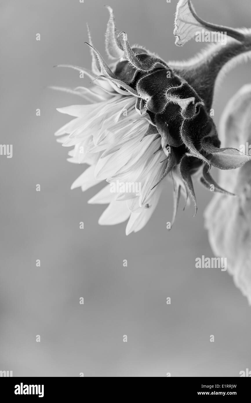 Beauty sunflower detail Black and White Stock Photos & Images - Alamy