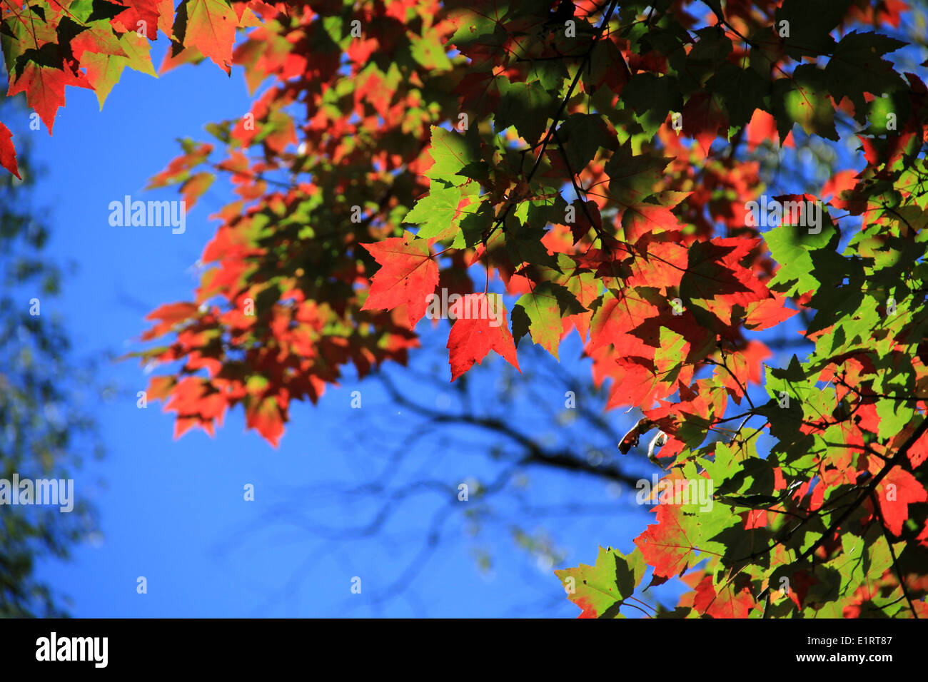 New red maple leaf hires stock photography and images Alamy