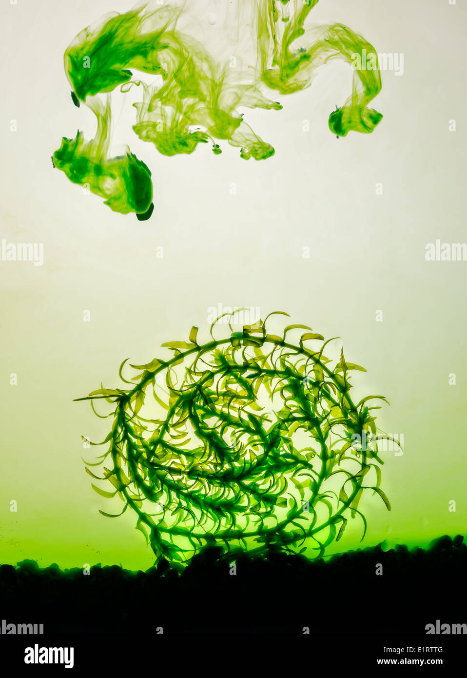 Nutrient fallout on a circular shape of waterweed Stock Photo