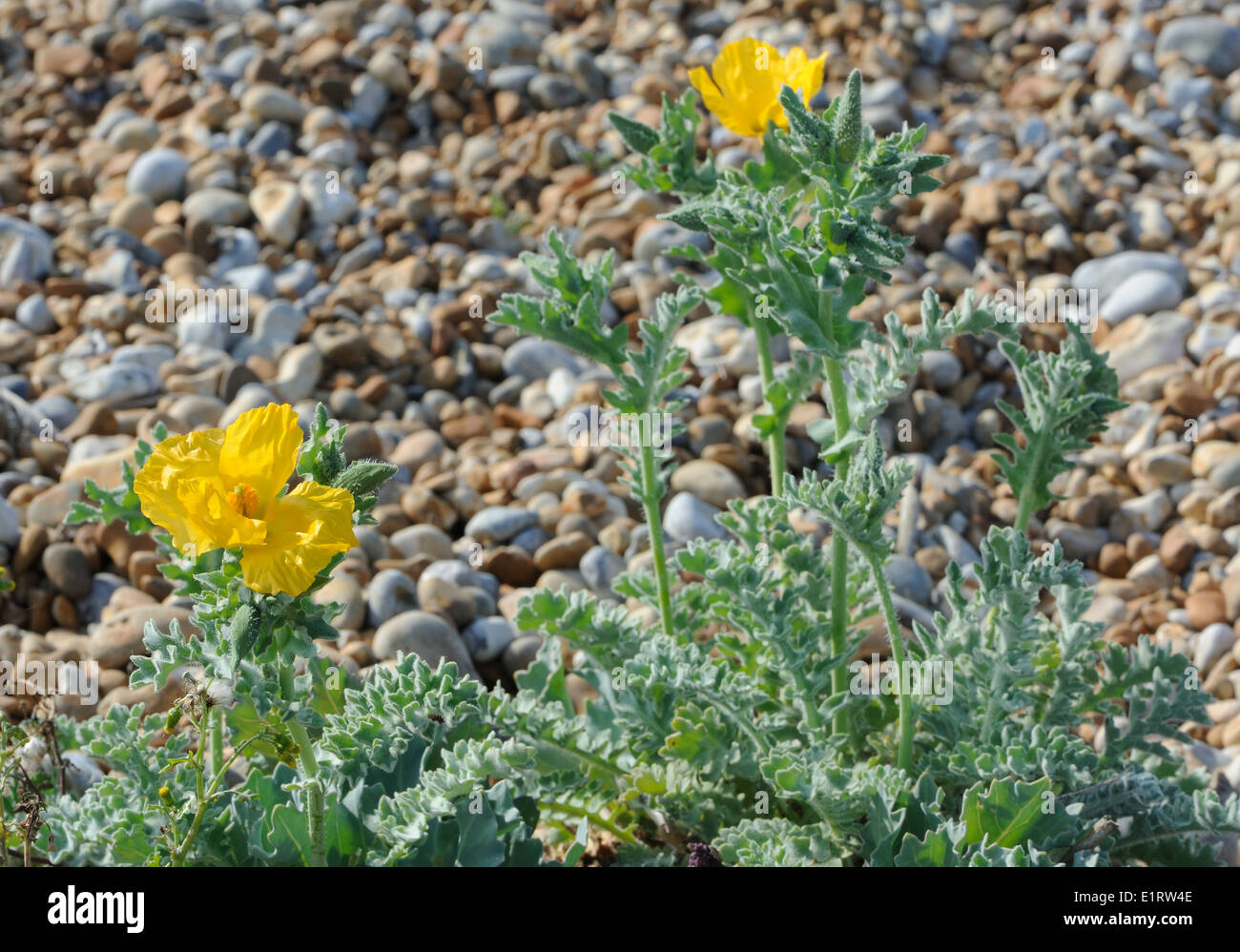 Plants of Yellow Horned Poppy (Glaucium flavum) with waxy bright yellow flowers and 30 cm long seed pods growing on shingle Stock Photo