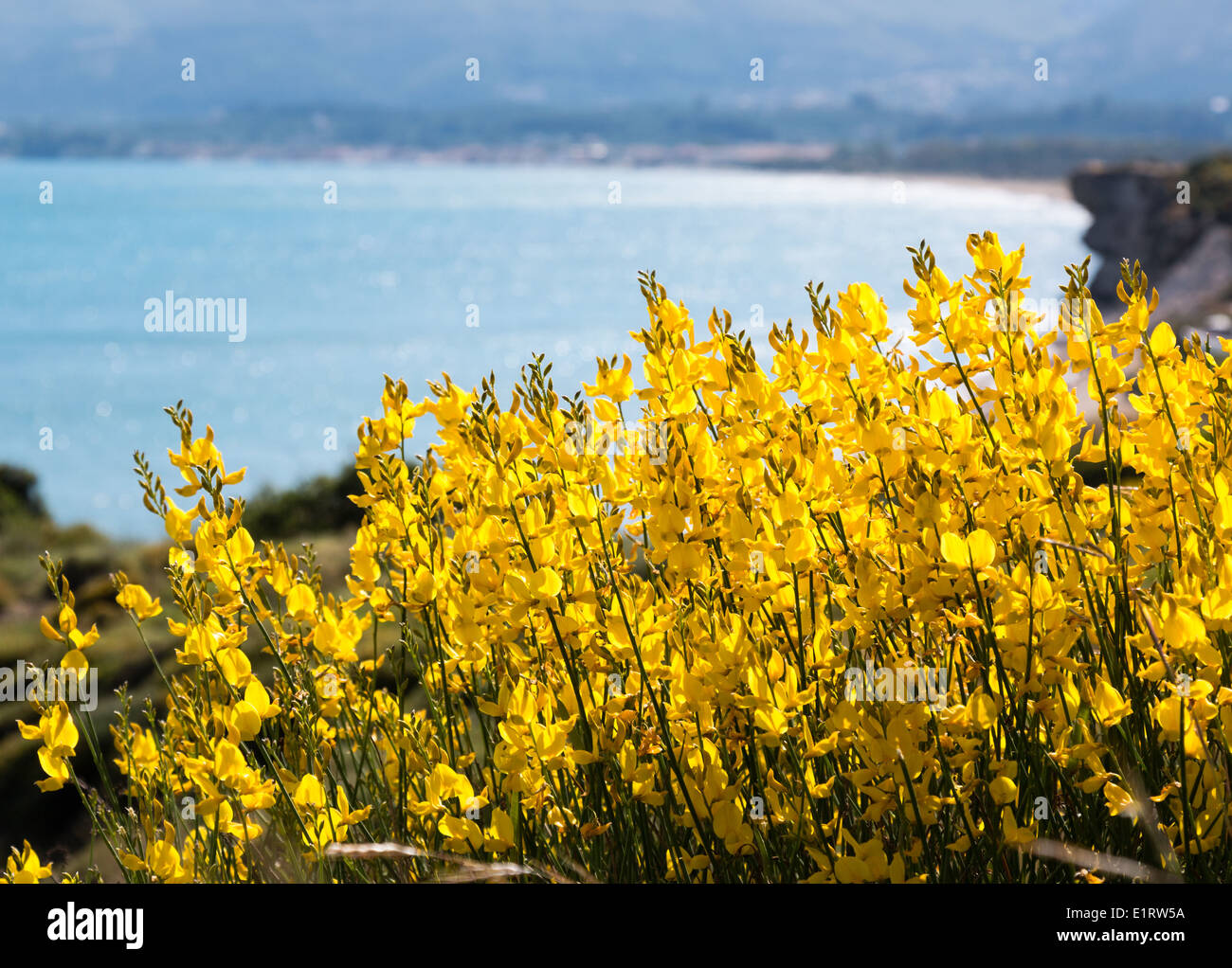 Yellow flowers at seaside cliff in Greece Stock Photo Alamy
