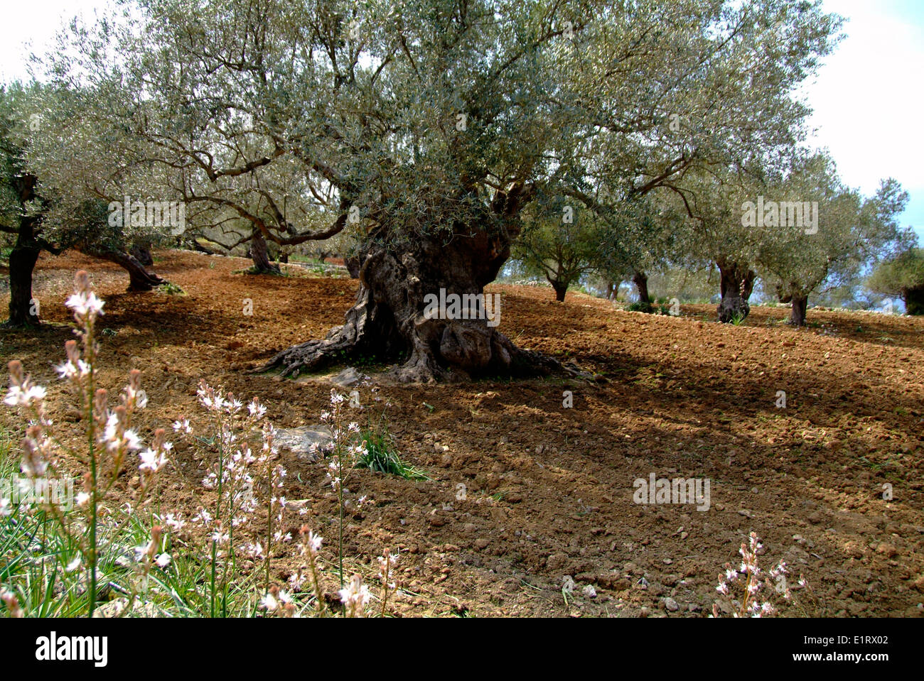Old olive tree on Majorca Balearic islands Stock Photo Alamy