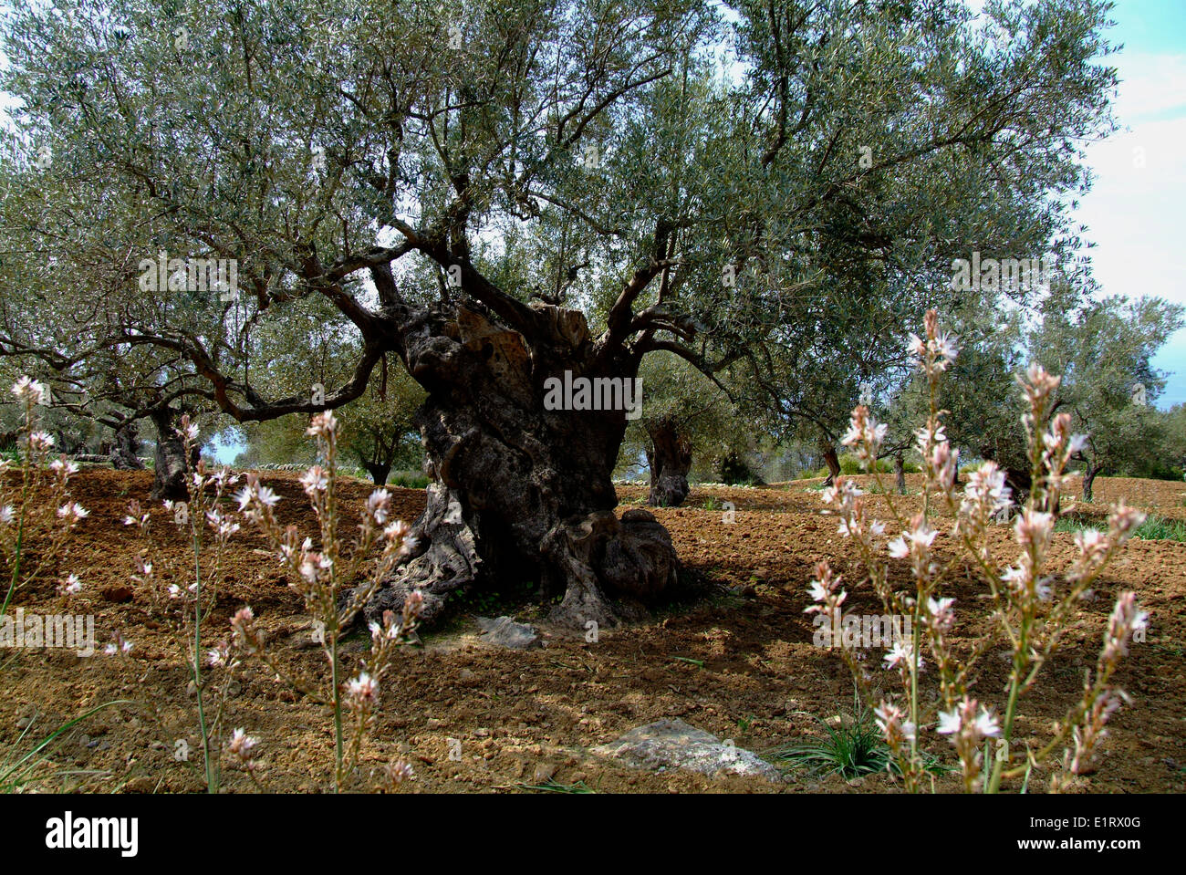 Old olive tree of Majorca Balearic islands Stock Photo Alamy