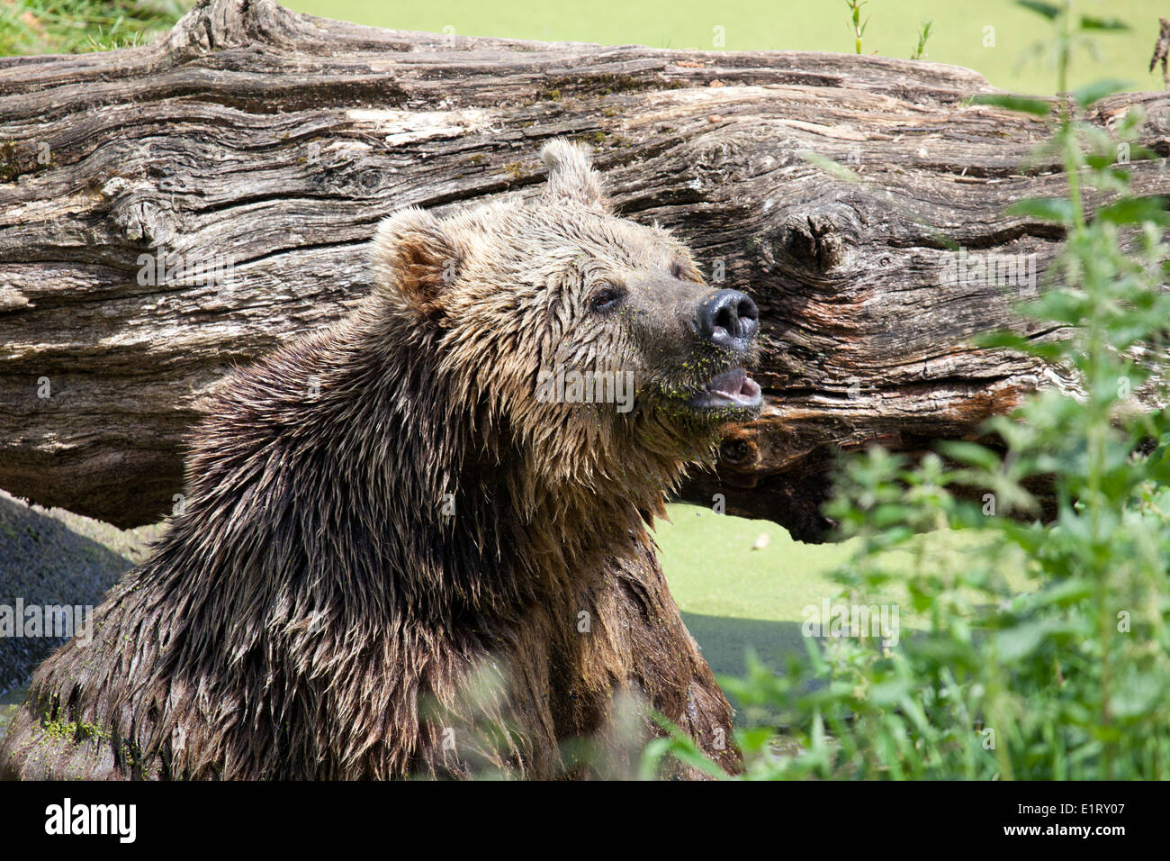 A Eurasian Brown Bear sitting by a log Stock Photo