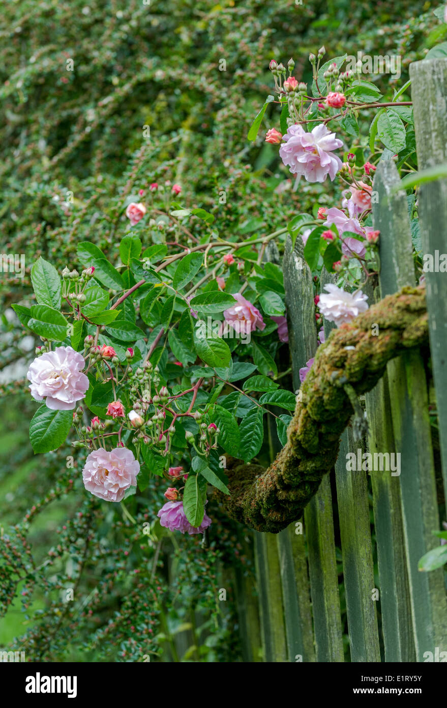 Pink roses and wooden fence Stock Photo - Alamy