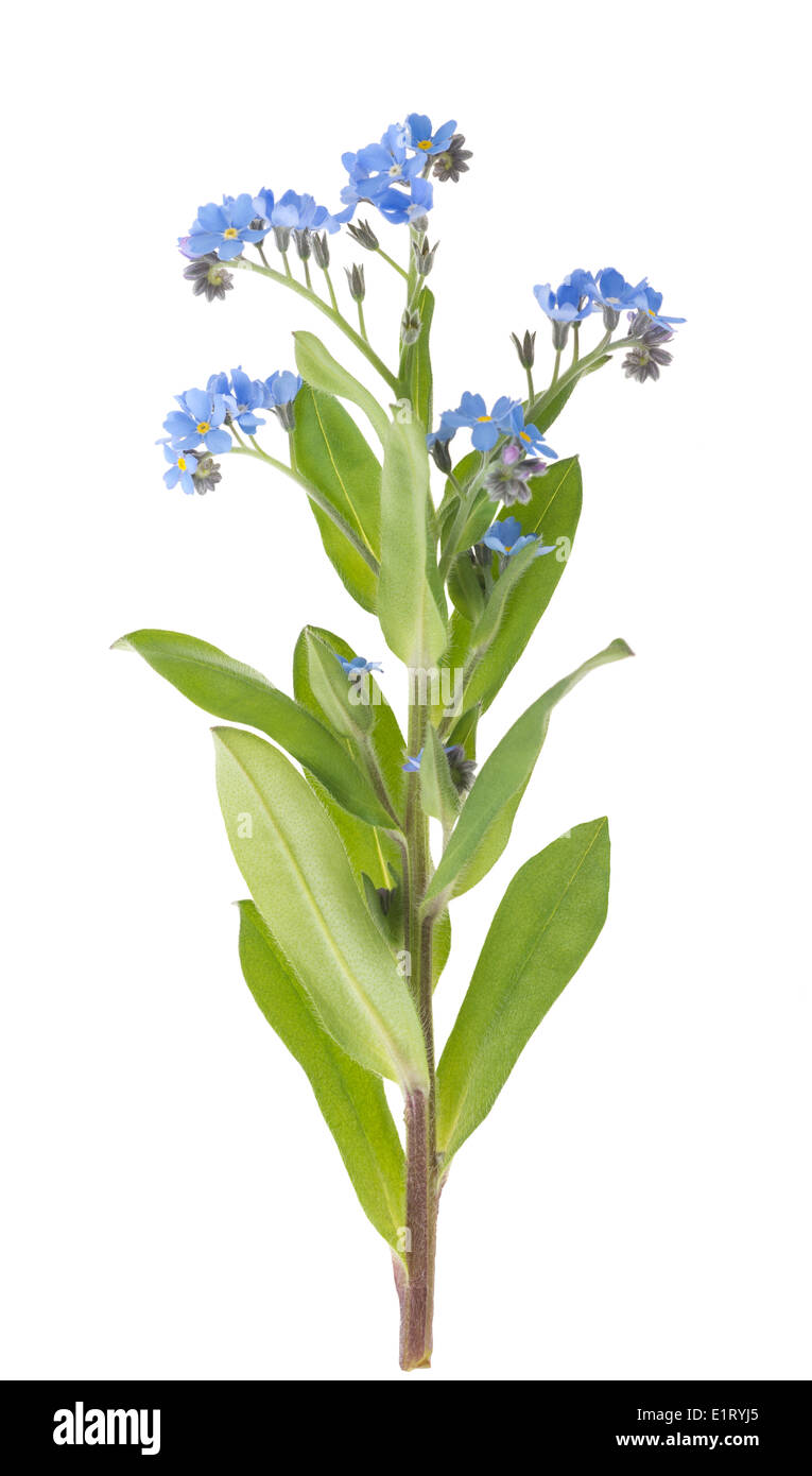 Beautiful Forget-me-not (Myosotis) Flowers on White Background Stock Photo