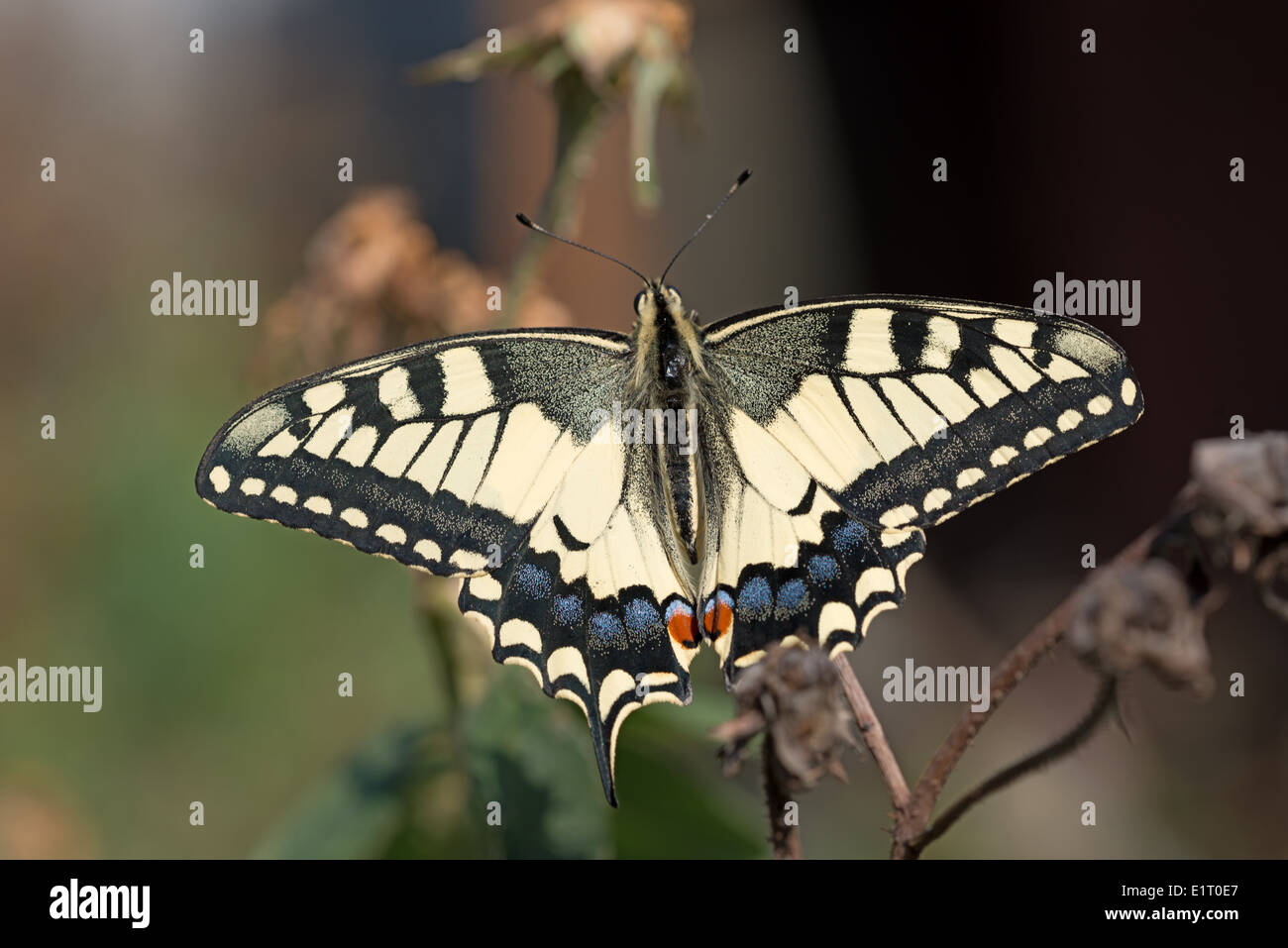 Close up of Papillion Machaon butterfly. Stock Photo