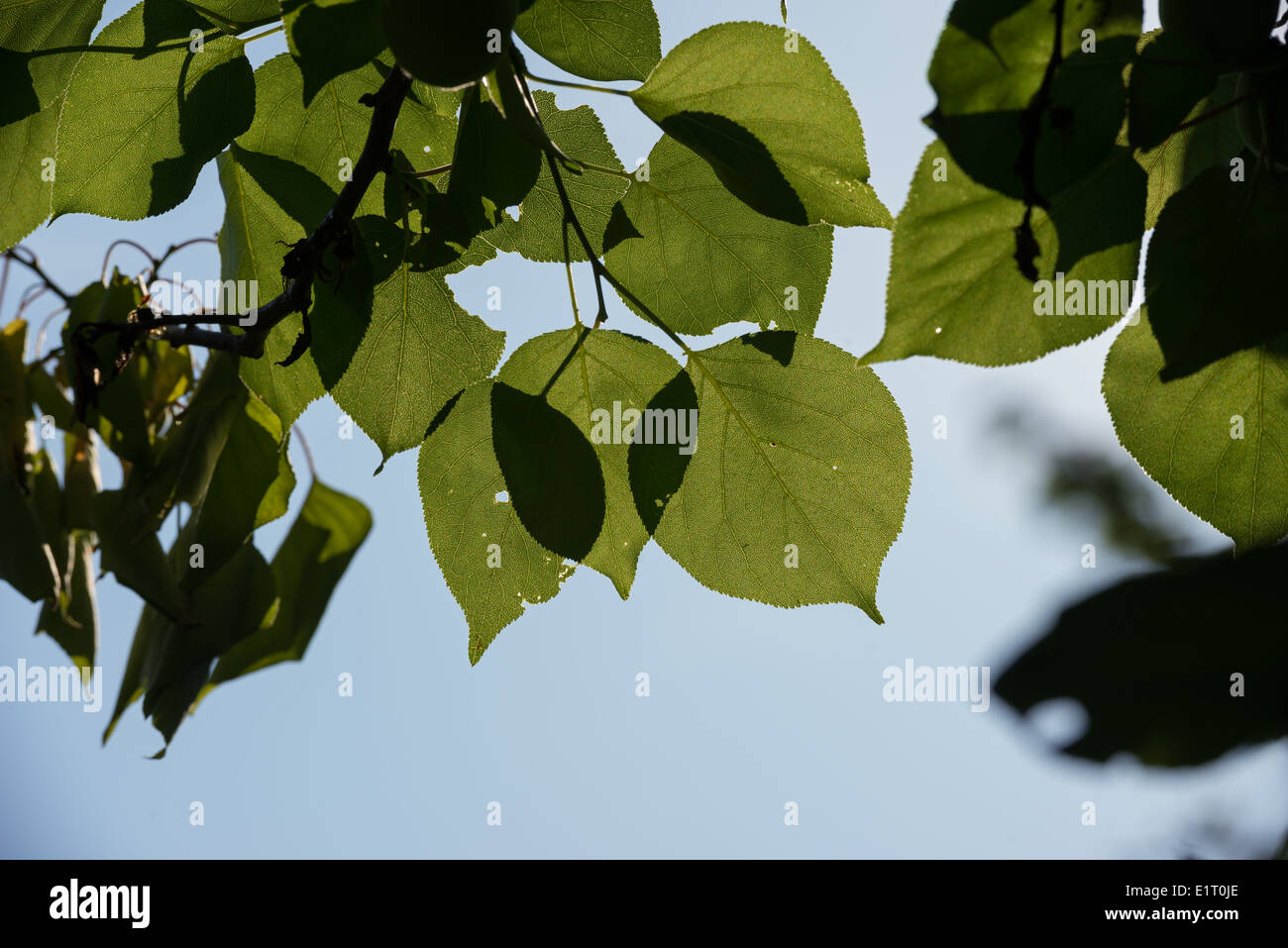 Close-up of apricot young leaves against a sunlight on more light background. Stock Photo