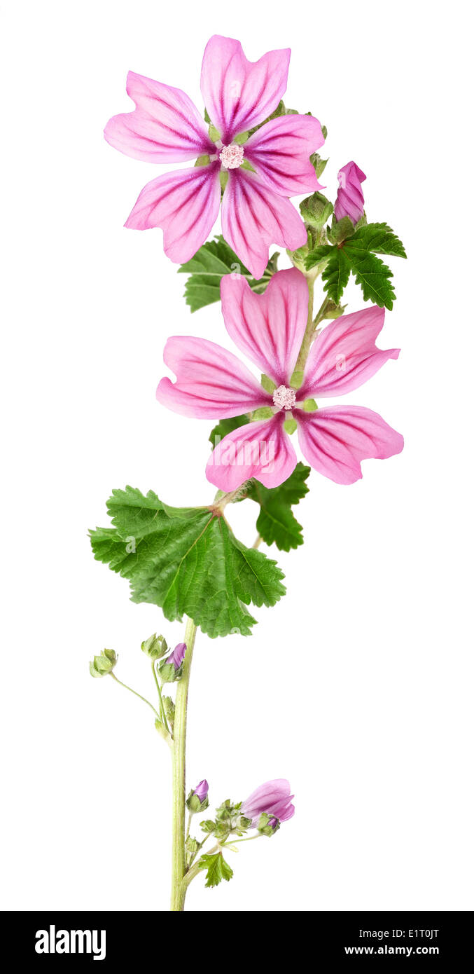 mallow flowers and leaves isolated on white background Stock Photo - Alamy