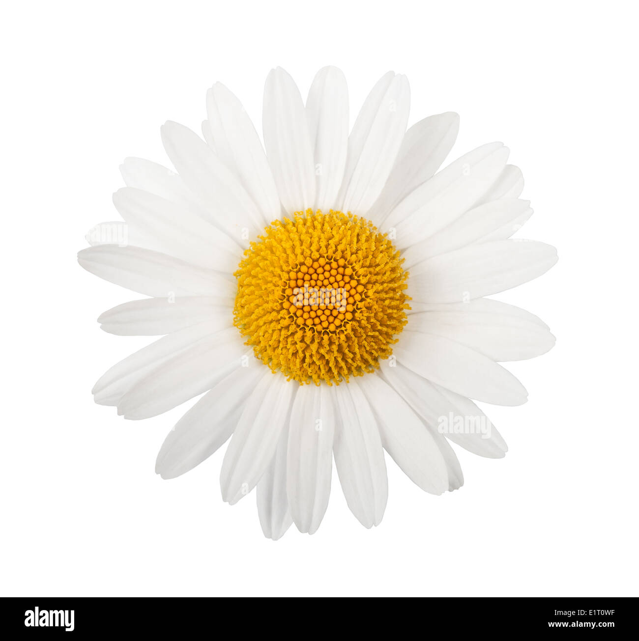 White daisy isolated on white background Stock Photo