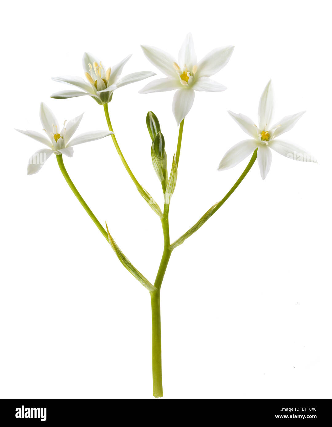 White Grass Lily (Ornithogalum) Flower on White Background Stock Photo