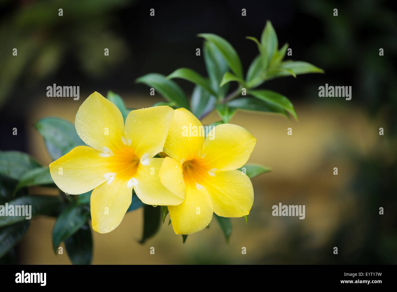 Two yellow allamanda flowers Stock Photo