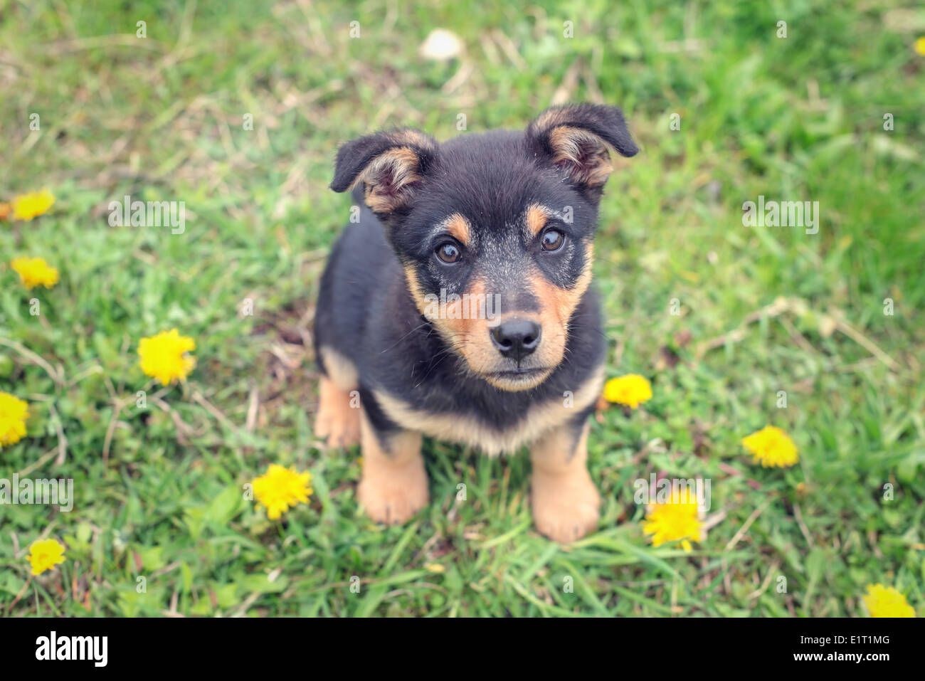 small puppy on green grass Stock Photo