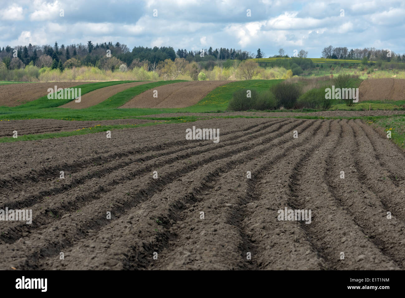 agriculture field on spring time Stock Photo