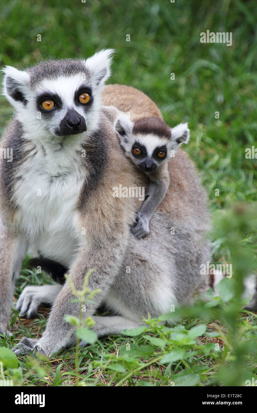 A mother ring-tailed lemur (Lemur Catta) carrying a baby on the back ...