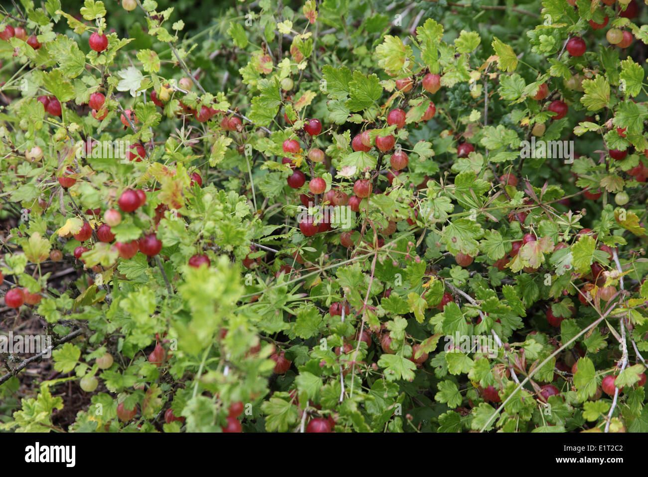 Ribes uva-crispa 'Hino Maki' Gooseberry fruit on bush Stock Photo
