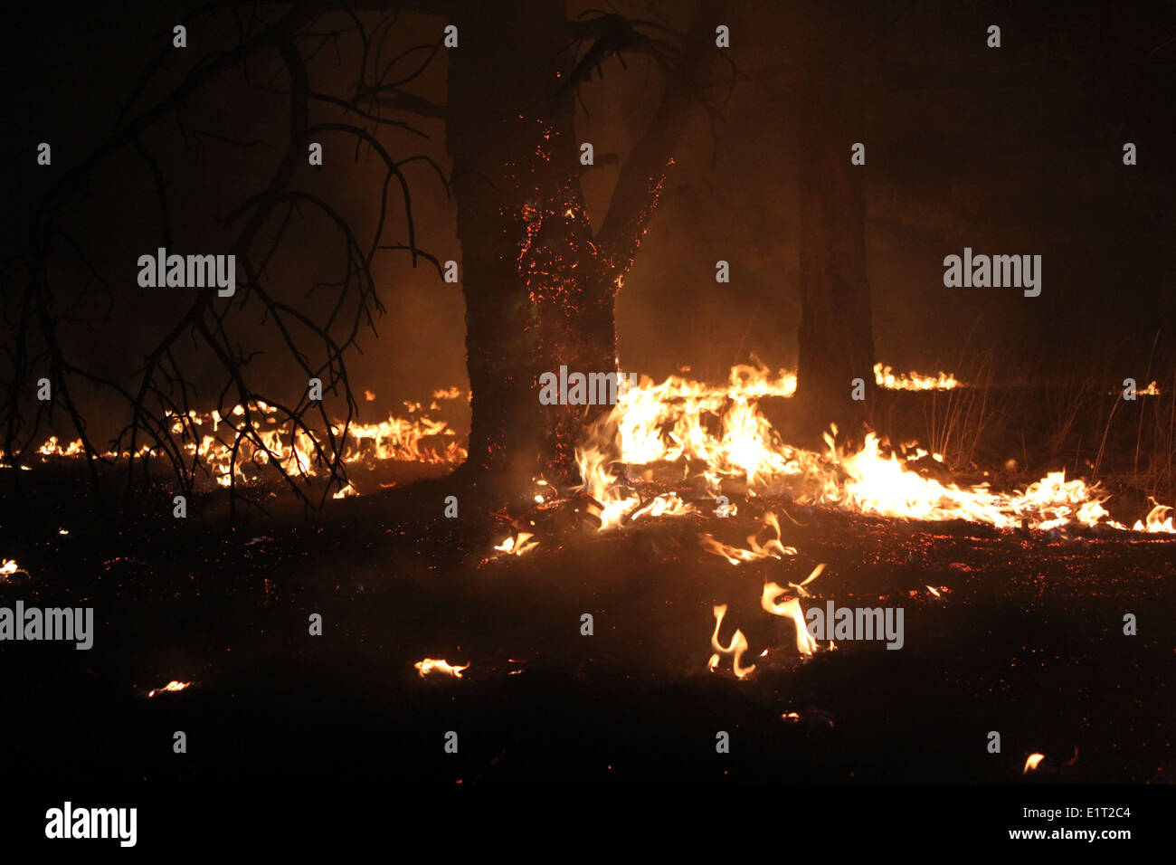 Image captures aftermath forest hires stock photography and images Alamy